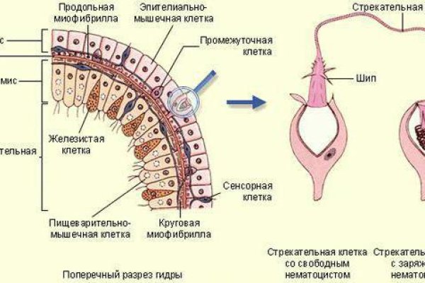 Kraken istand onion